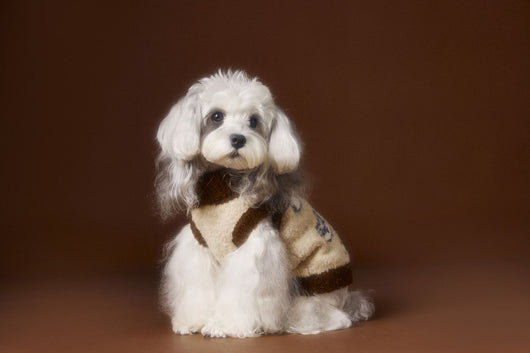 Suéter para Perro Tony Bear con Cuello Solapa - Image 12