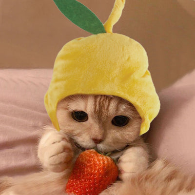 Gorro Rizado Divertido para Mascotas - Disfraz Cómico para Gatos y Perros - Image 37
