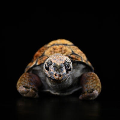 Peluche Realista de Tortuga Galápagos - Juguete Educativo y Adorable - Image 15