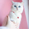 Collar de Cuentas para Gatos Amor y Conexión