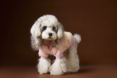 Suéter Cardigan Adorable para Perros Schnauzer y Bichón - Image 18