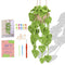 Monstera Basket Series Summary