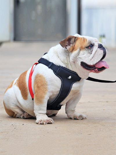 Correa y Collar para Pasear Perros - Control Seguro y Cómodo - Image 7