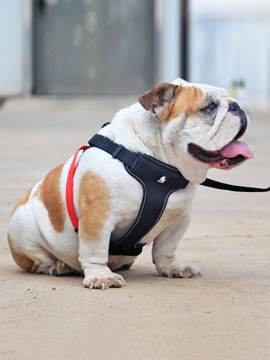 Correa y Collar para Pasear Perros - Control Seguro y Cómodo - Image 7