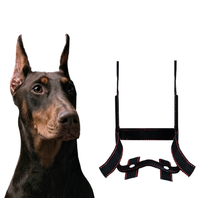Corrector de Orejas para Perros - Dispositivo de Fijación Estético - Image 4