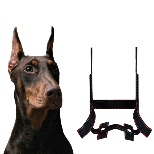 Corrector de Orejas para Perros - Dispositivo de Fijación Estético - Image 4
