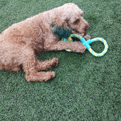 Yellow and light blue figure-eight rope dog toy with a light blue connector and a treat-dispensing rubber ball. - Image 10