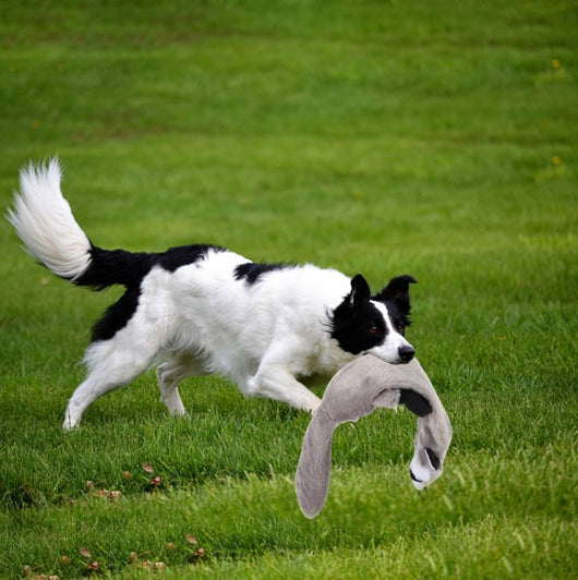 Telescopic dog teasing rod toy with black foam grip and multiple colorful rope attachments, including a carrying bag. - Image 10