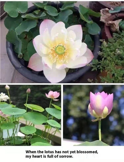 Maceta Lotus Autorriego con Plantas Hidropónicas Vivas - Image 12
