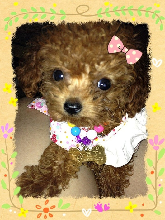 Dije Personalizado de Mascota en Latón - Image 7