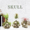 Skull 70 X 80x65 Mm