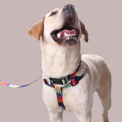 Pink, black, and white patterned polyester dog leash with a silver metal swivel snap hook, coiled on a white background. - Image 22
