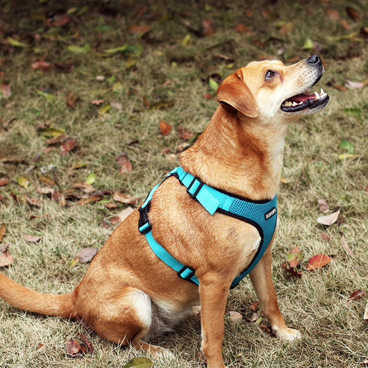 Arnés de Pecho para Mascotas en Malla Reflectante Transpirable - Image 22
