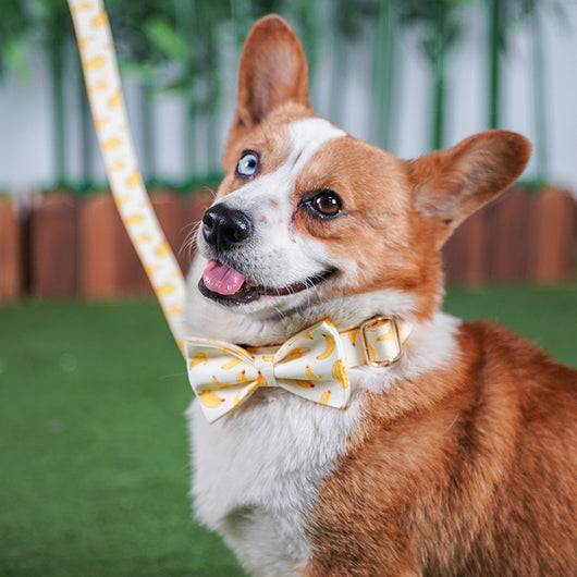 Cuerda de Tracción Banana Amarilla para Perros