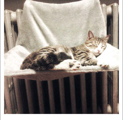 Cama Portátil para Gatos con Estructura de Acero Reforzado - Image 17