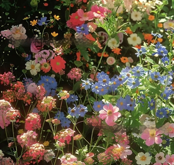 Semillas de Flores Silvestres Resistentes al Frío y Sequía con Acebo Púrpura