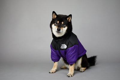 Abrigo Impermeable y Cortavientos para Perros - Ropa de Invierno Acolchada - Image 34