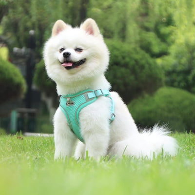 Arnés Respirador Teddy para Perro - Correa de Pecho Transpirable