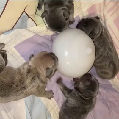 Comedero Automático con Botella Burbujeante para Perros - Image 8