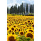 Style 7486 40 X 50 Cm