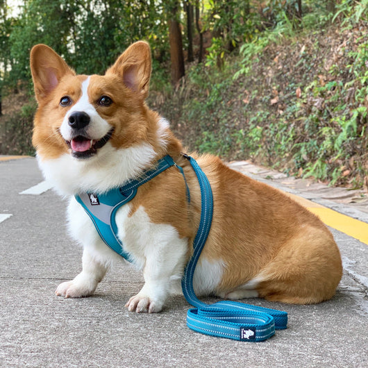 Chaleco Arnés para Perro Corgi - Cuerda Ajustable Bichón Shiba Inu - Image 14