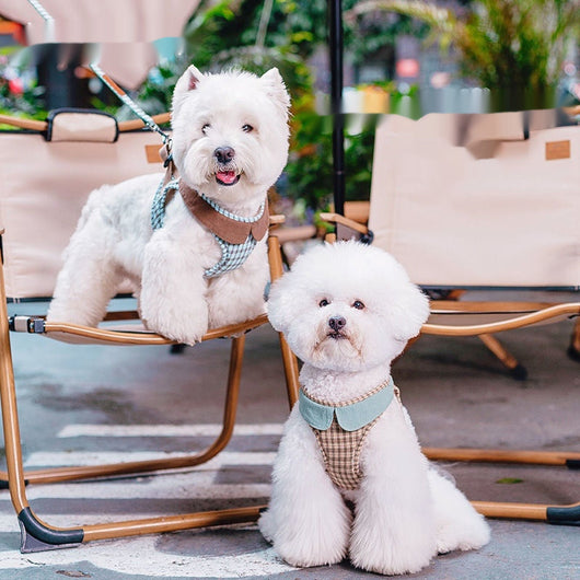Arnés de Paseo Ligero para Perros Pequeños con Cuerda - Image 2