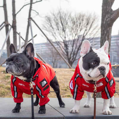 Impermeable para Perros Grandes - Resistente al Viento y la Lluvia - Image 5