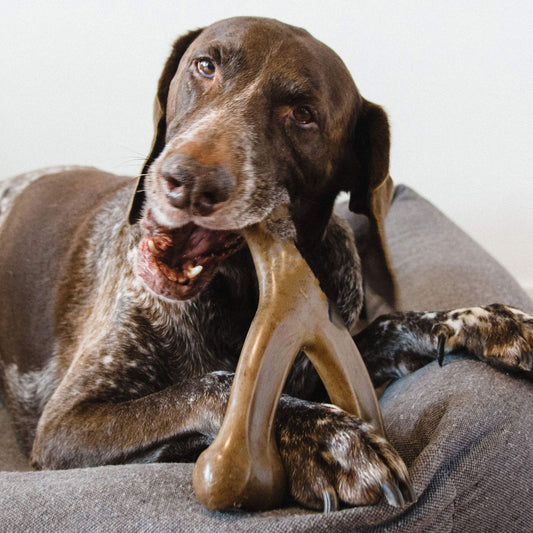 Mordedor Dental Duradero para Perros