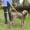 Arnés en I para Mascotas con Cuerda de Tracción