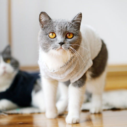 Suéter Gato Azul Británico para Otoño e Invierno - Image 23