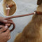 Correa de Nylon para Perros con Agarre Ergonómico