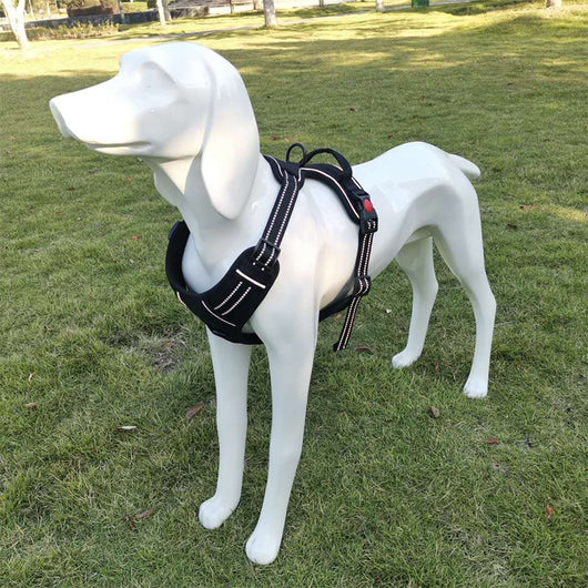 Arnés de Tracción para Pecho de Perro con Correa - Image 9