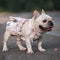 Falda para Perros Schnauzer, Pugs y Gatos - Tallas Pequeña y Mediana