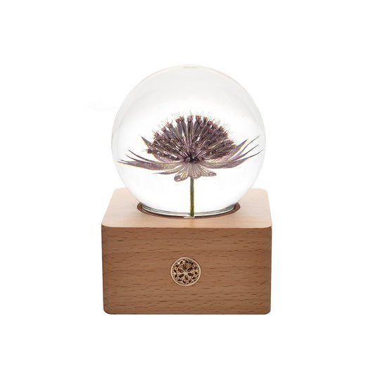 Lámpara Nocturna con Base de Madera y Flores Preservadas - Image 14