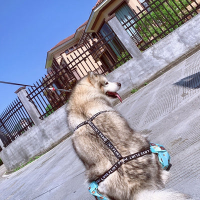 Impermeable Ajustable para Perros de Cuatro Patas - Image 18
