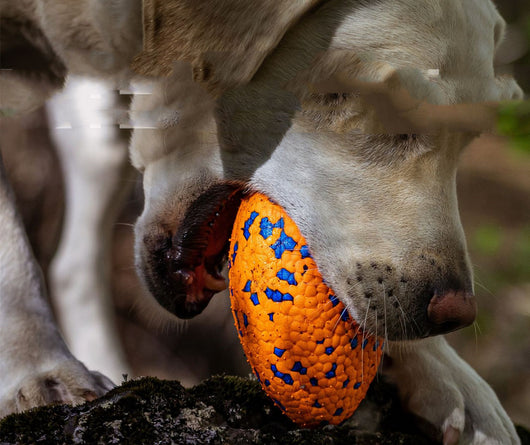 Golden retriever dog swimming in water, holding a white, textured, rugby-shaped pet chewing toy with pink and blue dots. - Image 4