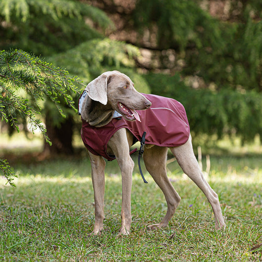Impermeable para Mascotas Talla Mediana y Grande - Portátil y Universal - Image 12