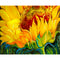 Amarillo Sunflower No Inner Frame 40 X 50