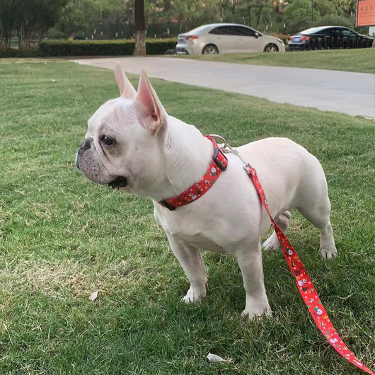 Correa Navideña para Perros con Cuerda de Agarre Manual - Image 18