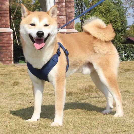 Arnés Ajustable para Perros y Correa Cómoda para Mascotas - Image 13