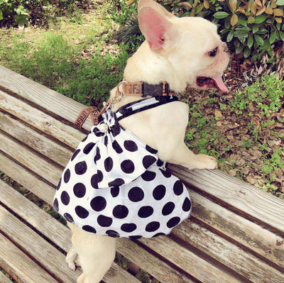 Falda Tutú Negra para Perros Adultos Mayores - Diseño Adorable - Image 3