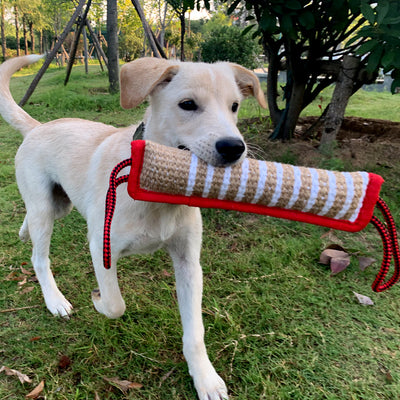 Palo de Cáñamo 30cm para Morder - Juguete Resistente para Entrenamiento Canino - Image 15
