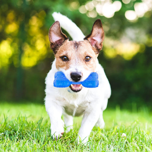 Juguete Refrigerante para Perros y Cachorros con Compartimento para Premios - Image 9