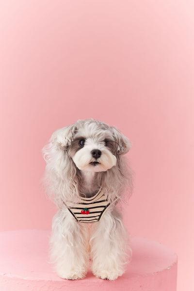 Chaleco sin Mangas Schnauzer Teddy Bichón a Rayas Cerezo - Image 23