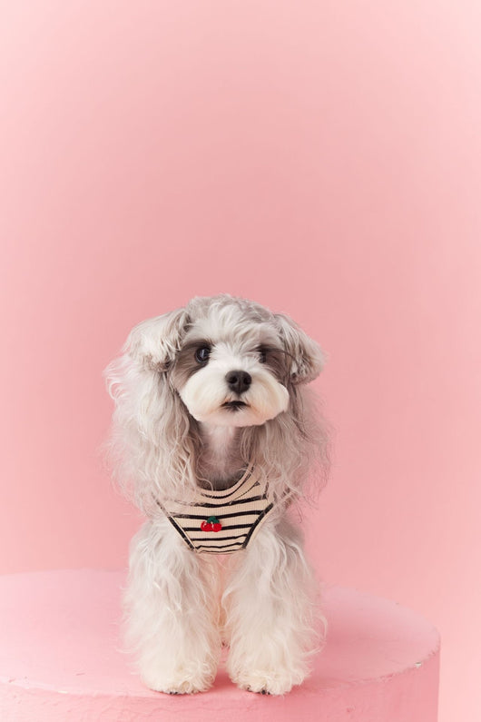 Chaleco sin Mangas Schnauzer Teddy Bichón a Rayas Cerezo - Image 23