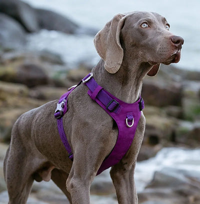 Arnés de Tracción para Perros Grandes con Correa de Paseo - Image 13