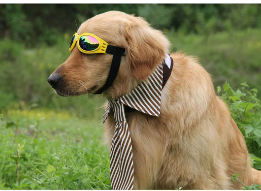 Gafas de Sol Plegables para Perros Medianos - Protección UV Impermeable - Image 19