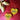 SaIty Gold Heart Earrings - Tekeno