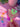 Candy Butterfly Tumbler H2.0 Cup Topper 40oz | 30oz | 20 oz - Tekeno