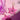 Pretty Pink Orchid Earrings - Tekeno